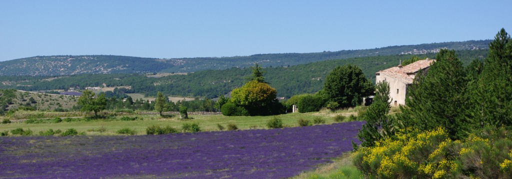 lavandes à Aurel- vaucluse