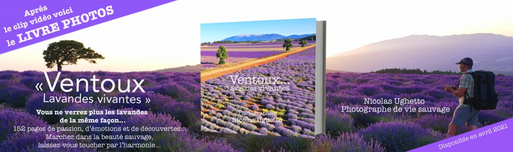 ventoux lavandes vivantes